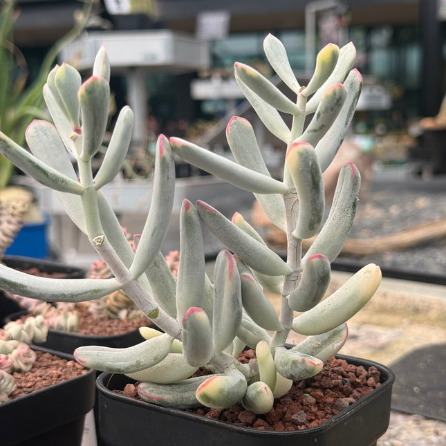 Cotyledon orbiculata ‘Oophylla’ f. variegata