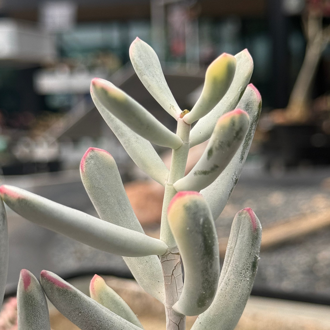 Cotyledon orbiculata ‘Oophylla’ f. variegata
