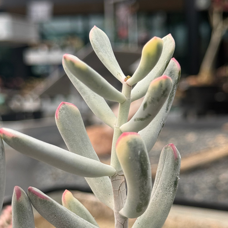 Cotyledon orbiculata ‘Oophylla’ f. variegata