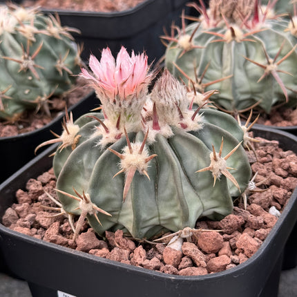 Echinocactus texensis