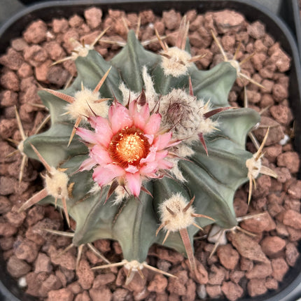 Echinocactus texensis