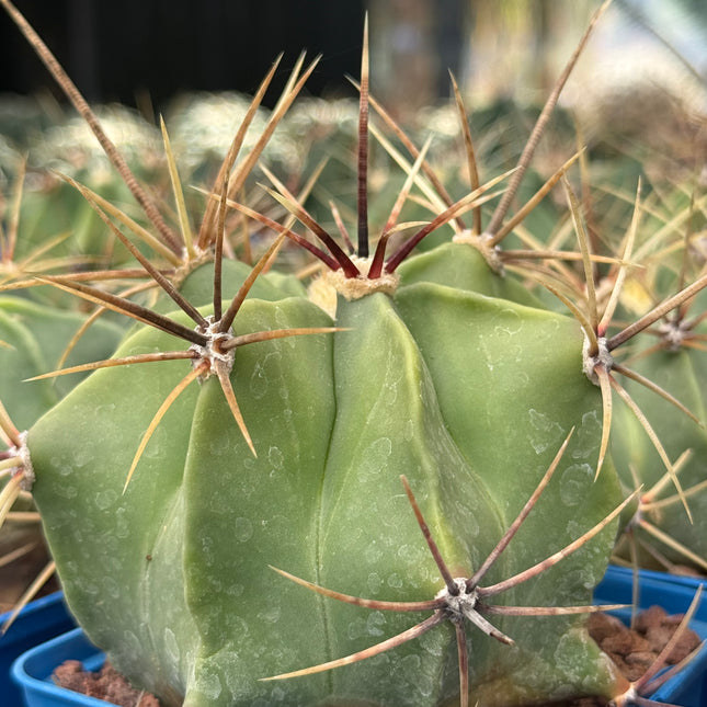 Ferocactus histrix