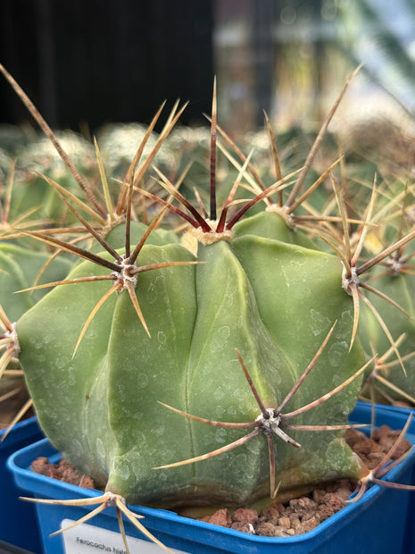 Ferocactus histrix
