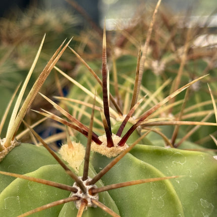 Ferocactus histrix