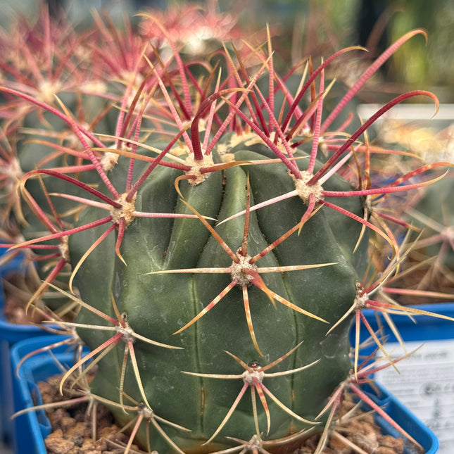 Ferocactus gracilis