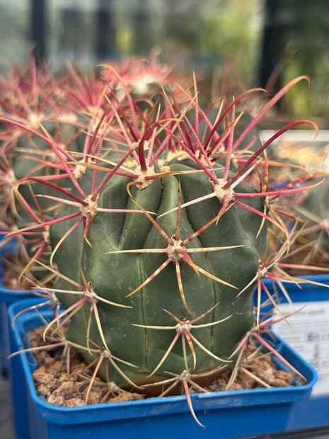 Ferocactus gracilis