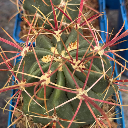 Ferocactus gracilis