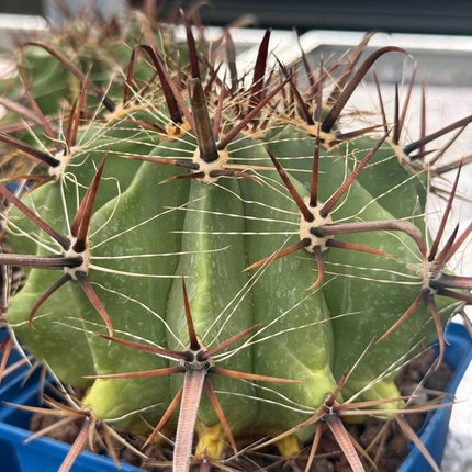 Ferocactus peninsulae