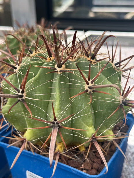 Ferocactus peninsulae