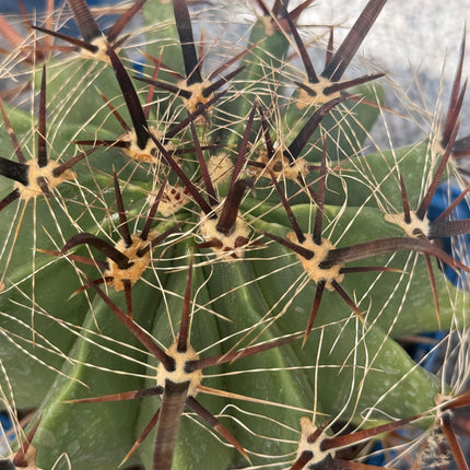 Ferocactus peninsulae