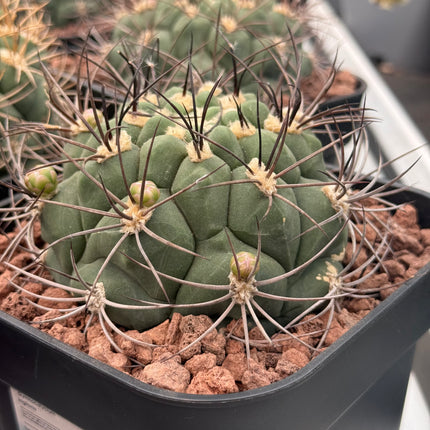 Gymnocalycium saglionis