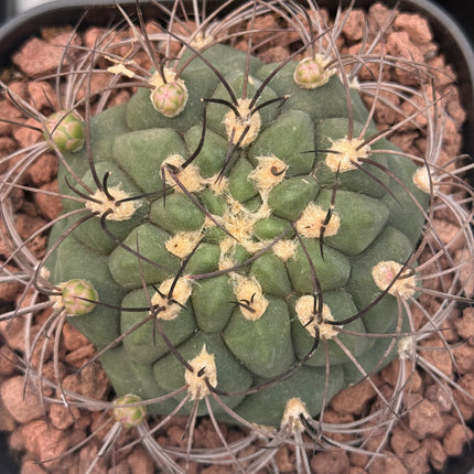 Gymnocalycium saglionis