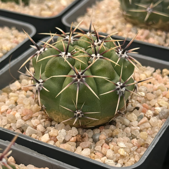Gymnocalycium horridispinus