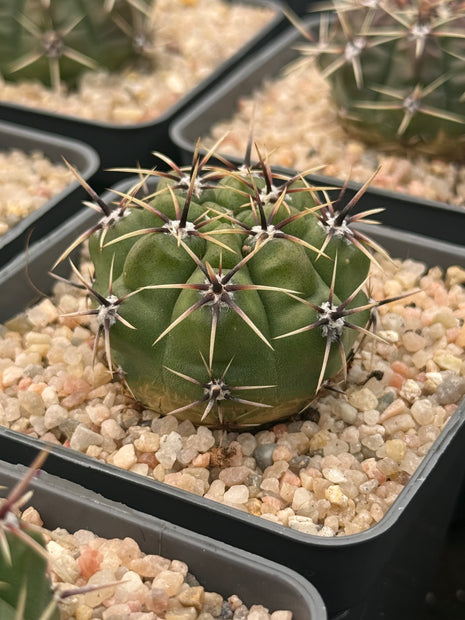 Gymnocalycium horridispinus