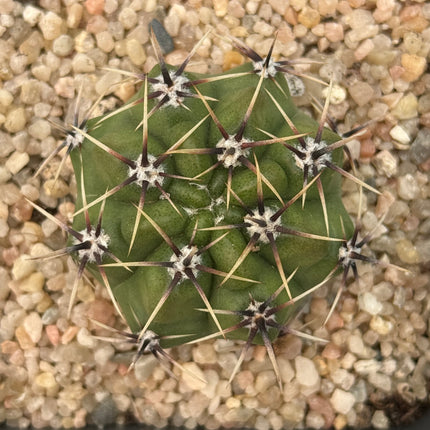 Gymnocalycium horridispinus