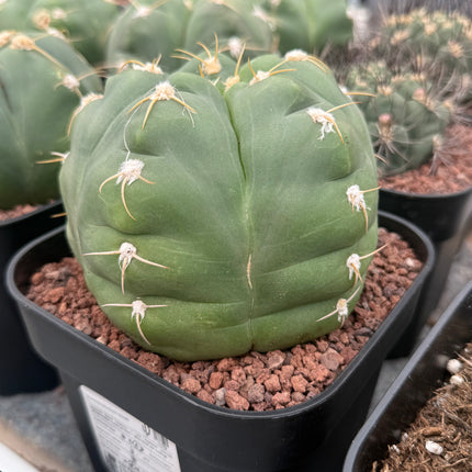 Gymnocalycium horstii