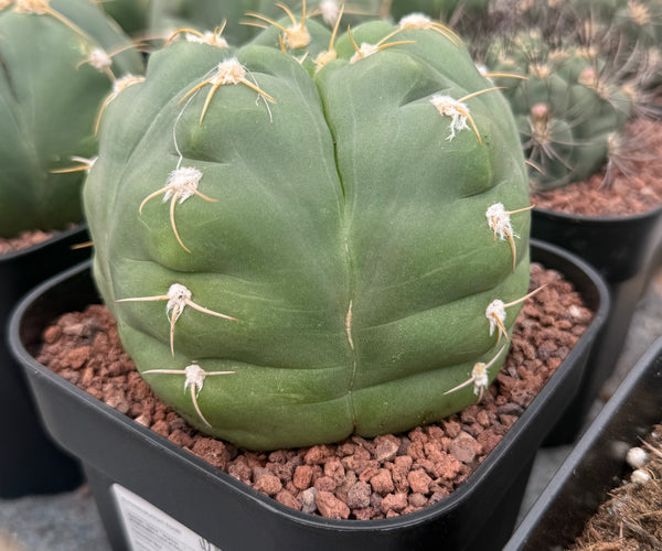 Gymnocalycium horstii – DesertSTORE.es