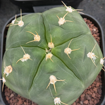 Gymnocalycium horstii
