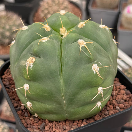Gymnocalycium horstii