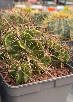 Ferocactus robustus