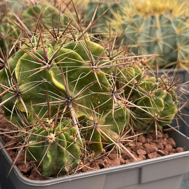 Ferocactus robustus