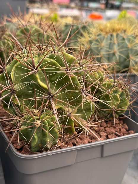 Ferocactus robustus