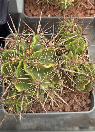 Ferocactus robustus