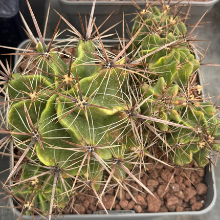 Ferocactus robustus