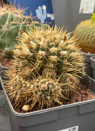 Notocactus mammulosus (submammulosus)