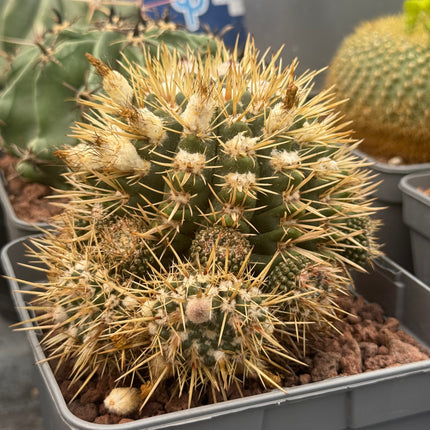 Notocactus mammulosus (submammulosus)