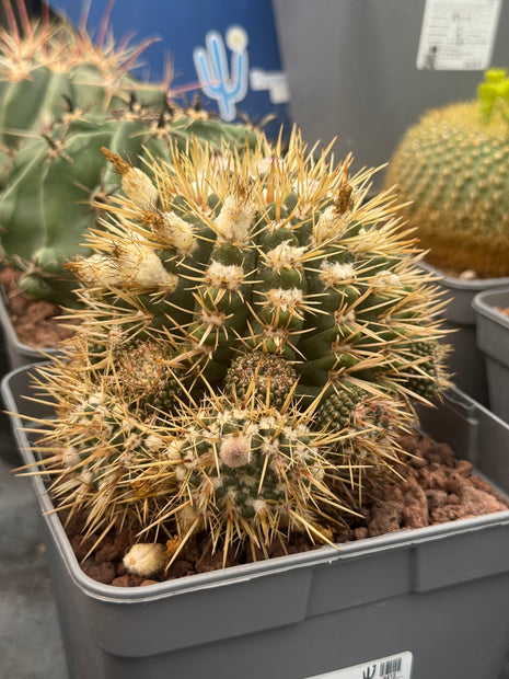 Notocactus mammulosus (submammulosus)