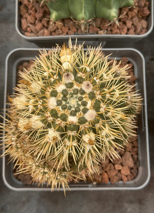 Notocactus mammulosus (submammulosus)
