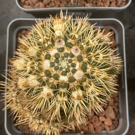 Notocactus mammulosus (submammulosus)