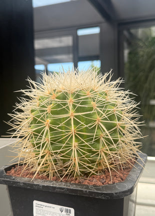 Kroenleinia (Echinocactus) grusonii var. albispinus