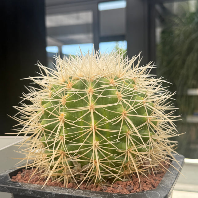 Kroenleinia (Echinocactus) grusonii var. Albispinus