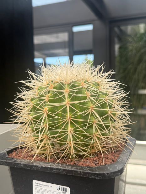 Kroenleinia (Echinocactus) grusonii var. albispinus