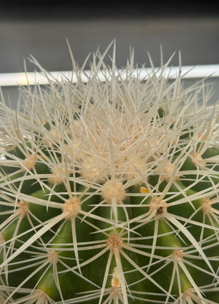 Kroenleinia (Echinocactus) grusonii var. albispinus