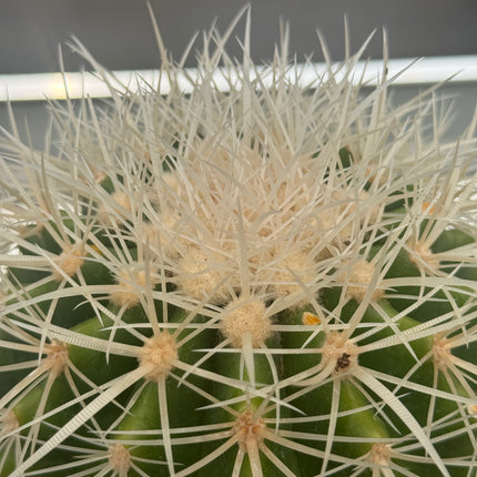 Kroenleinia (Echinocactus) grusonii var. albispinus
