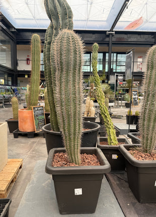 Pachycereus pringlei (Store pick-up)