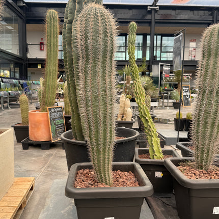 Pachycereus pringlei (Recogida en tienda)