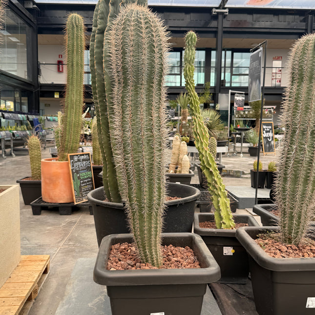 Pachycereus pringlei (Store pick-up)