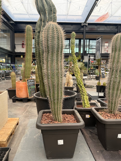 Pachycereus pringlei (Recogida en tienda)