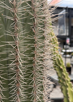 Pachycereus pringlei (Store pick-up)