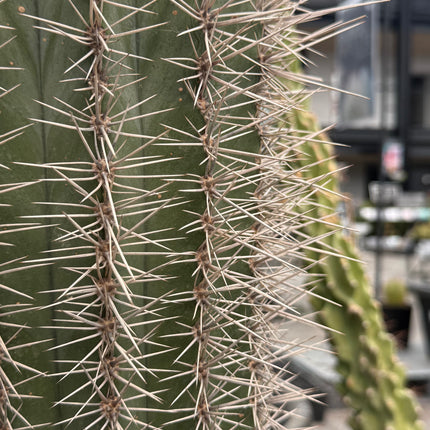 Pachycereus pringlei (Recogida en tienda)