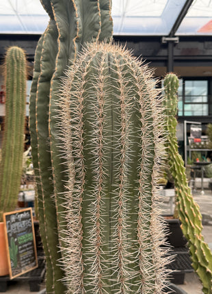 Pachycereus pringlei (Store pick-up)