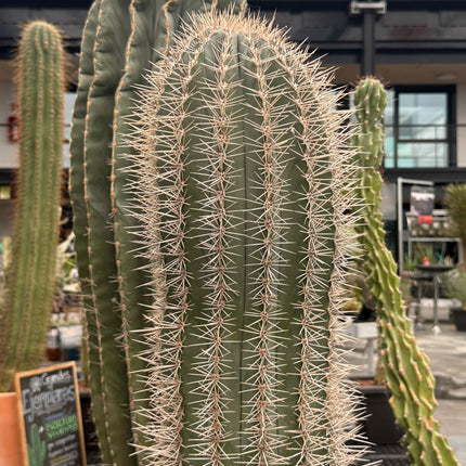 Pachycereus pringlei (Recogida en tienda)