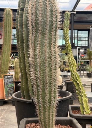 Pachycereus pringlei (Store pick-up)