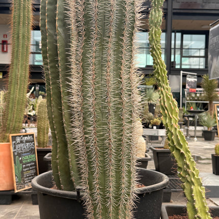 Pachycereus pringlei (Recogida en tienda)