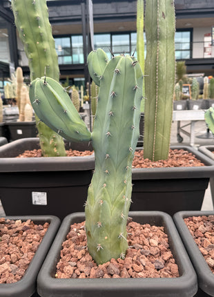 Myrtillocactus geometrizans (In-store pickup)