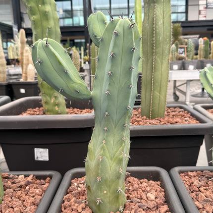 Myrtillocactus geometrizans (Recogida en tienda)